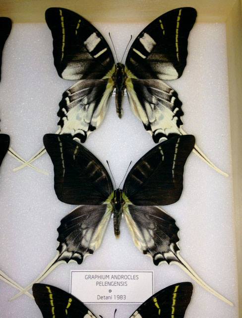 Graphium androcles androcles (collection, melanic) (Internet Image property of respective owner, non-commercial use only)